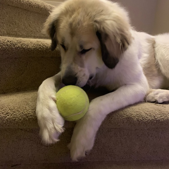 Meet your Posher, Jaime - Picture 1 of 1